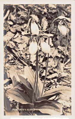Pink Ladys Slipper-Cypripedium Acaule-Orchid Familie ~ 1940s Echt Foto Postkarte