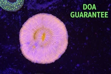 WYSIWYG Pink Plate Coral