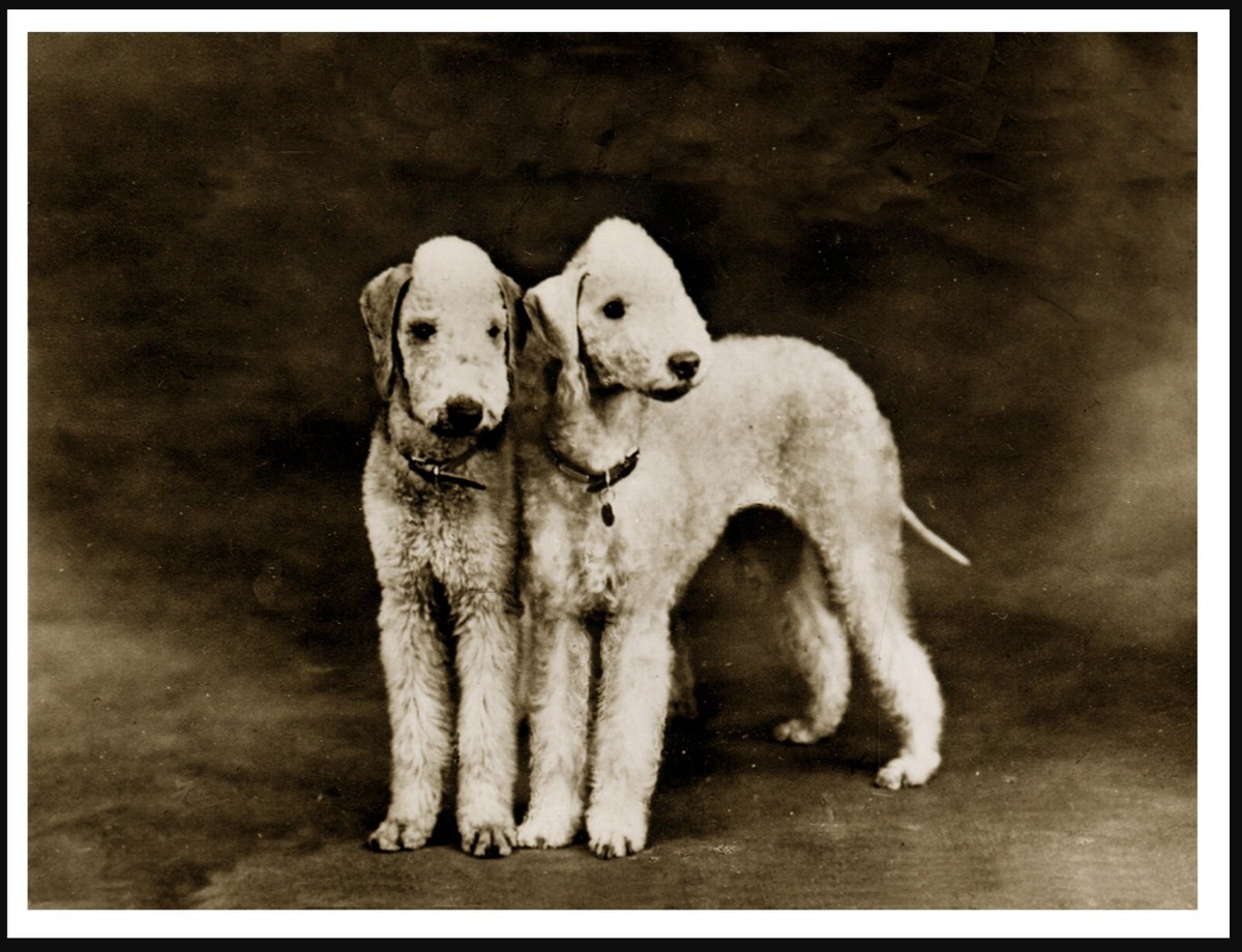 BEDLINGTON TERRIER DOGS LOVELY VINTAGE STYLE A4 SIZE DOG PHOTO
