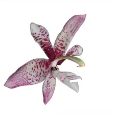 Houhopea Wayne Riggs Dramatic Fragrant Flowers Orchid Hybrid 4” Pot