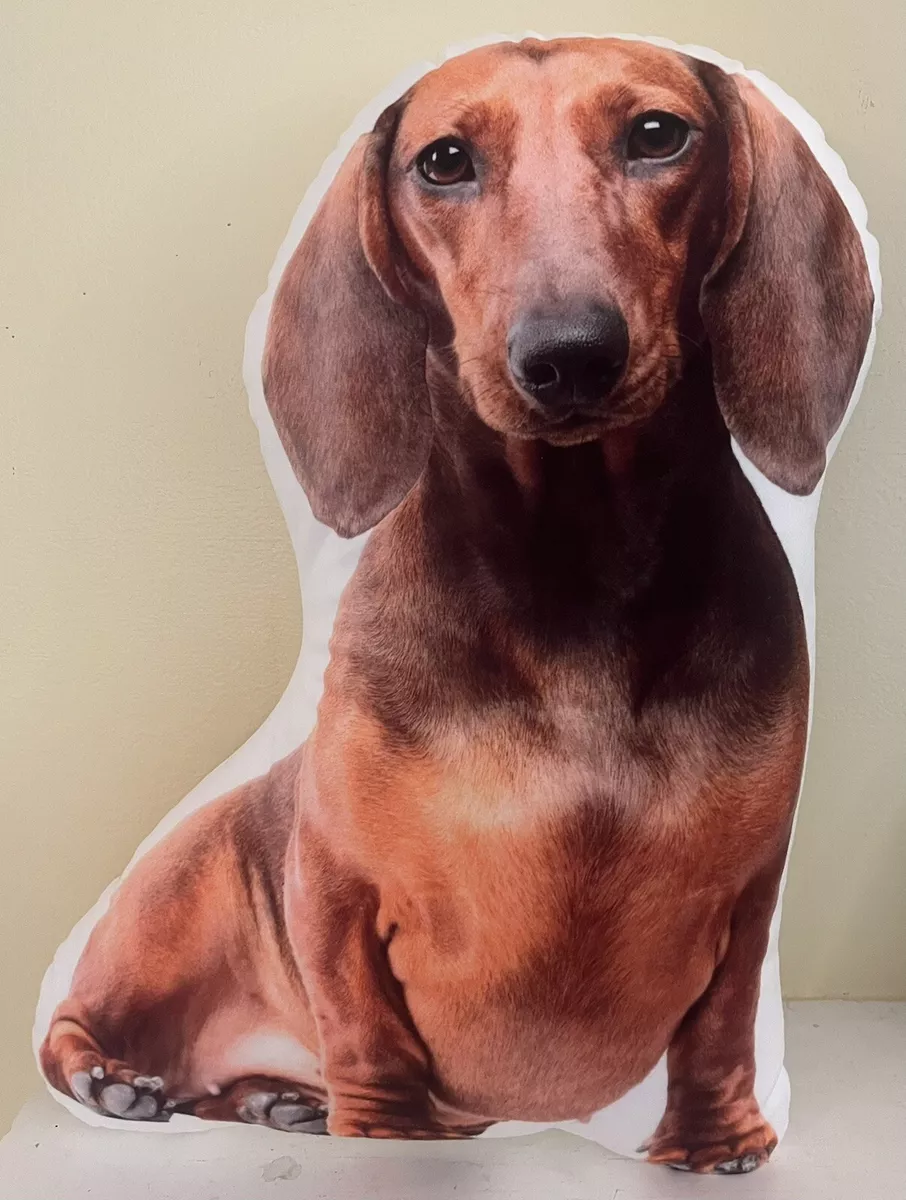 Tall dachshund 2025