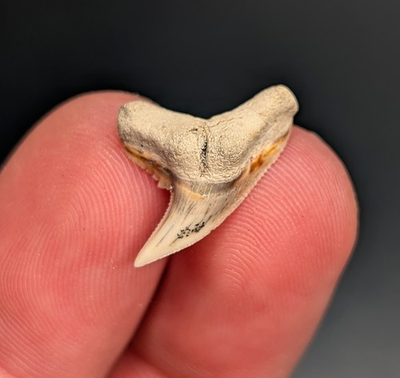 #ad Stunning Gem Physogaleus Contortus Tiger Like Shark Tooth South Carolina $19.58