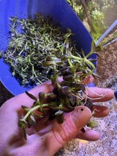 Bacopa Salzmanni Purple SG -8 Stems - aquarium plant