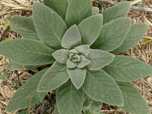 Erbe pure Mullein (Verbascum) foglie secche usate per benefici per la salute - Foto 4 di 13