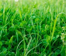 No-Till Garden Farm and Garden Cover Crop Mix Seeds - Blend of Gardening Cover C