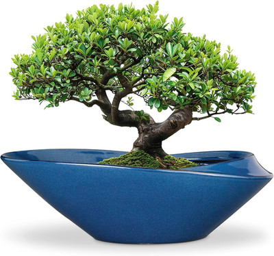 18'' Blue Ceramic Bonsai Pot - Modern Planter with Drainage for Indoor/Outdoor