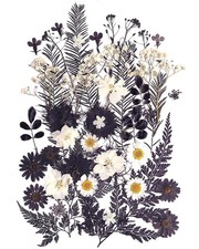 Pressed Flowers Real Dried Black White 48pcs 12 Types Resin Jewelry Craft