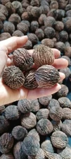 10 Lbs Black Walnuts hulled, in shell fresh harvest 2024, GA, Non GMO, ORGANIC