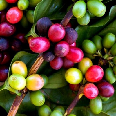 10 Coffea arabica Seeds Tropical EXOTIC Coffee Bean Indoor House