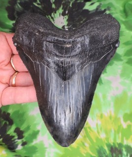 Megalodon Sharks Tooth 5 5/16" inch NO RESTORATIONS fossil sharks teeth tooth