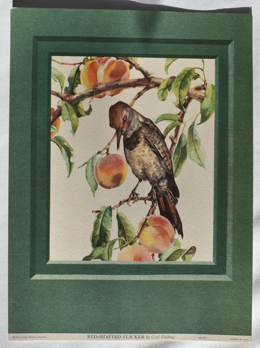 セシルゴールディング（Cecil Golding）プリントアート 2点セット CECIL GOLDING BIRD PRINTS NEW YORK GRAPHIC SOCIETY, 1940-1950 | eBay