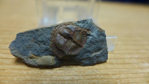GEOLOGICAL ENTERPRISES Ordovician fossil trilobite Lloydolithus lloydi England - Picture 1 of 6