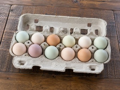 6 Fertile Easter Egger Hatching Eggs