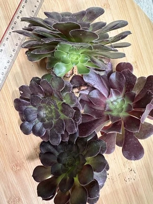 🌺AEONIUM Velour Bouture XL Racinnées . Succulents . 4 Boutures Racinées - Photo 1/4