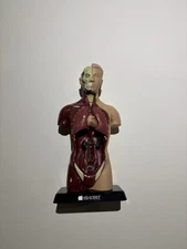 Vintage Edu-Science Human Man Organ Torso Science Figure 10.25" Tall