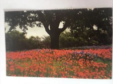 Field Of Flowers Vintage Postcard