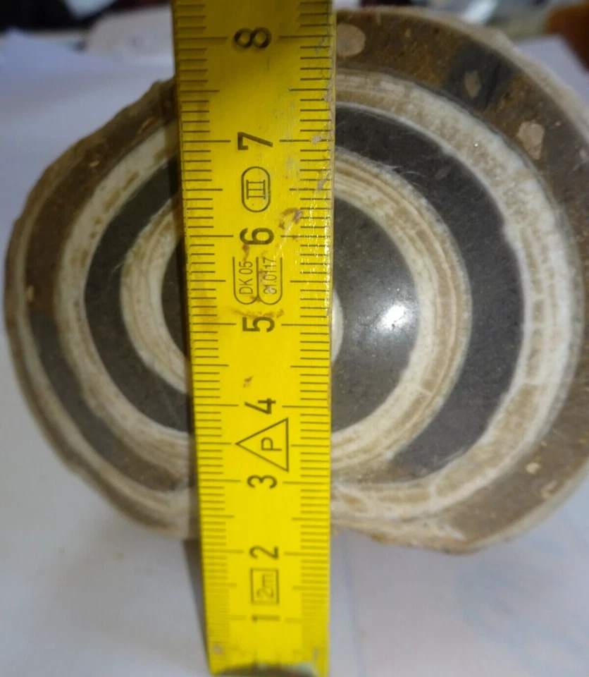 versteinerte Schnecke, ca. 770 Gramm schwer, ca. 80 x 80 x 65 mm - Bild 3 von 4