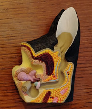 Canine Ear Model Dog Anatomy, very good gently used 4.25 "