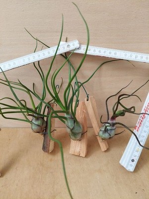 Tillandsia bulbosa, X L, aufgebunden, Je eine Pflanze