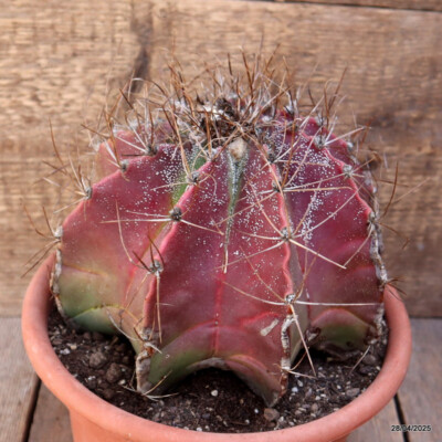 D3866 ASTROPHYTUM CAPRICORNE pot20-H15-W19 cm MaMa Cactus