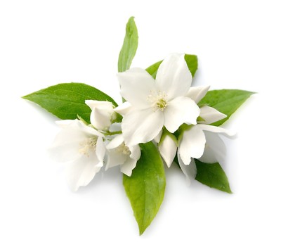 1000ml - Jasminöl Thai-Aromaöl - Jasmin Massageöl aus Thailand