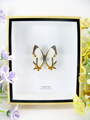Common Map - Real Butterfly, Prepared in a 3D Showcase - Museum Quality