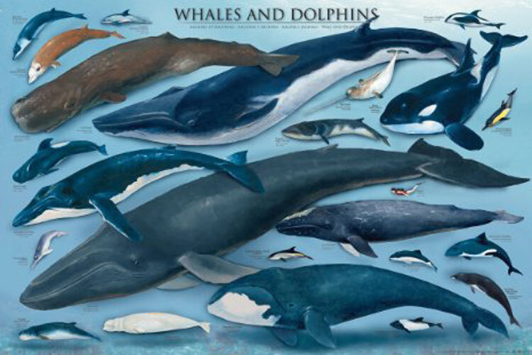 1000-Piece Dolphin-Shaped Jigsaw Puzzle – Unique Ocean Scene With Hidden Animal Shapes, For Teens & Adults - View #13
