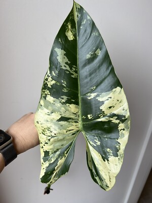 Philodendron ilsemanii - extremely good variegation rare plant aroid | eBay  Australia