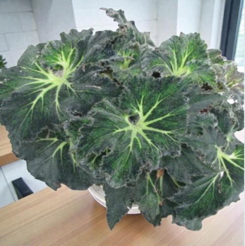 Begonia Live Plant Rhizomatous Palomar Prince Hybrid Green In 2.5