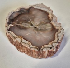 Wundersch&ouml;nes Versteinertes Holz &ndash; Polierte Scheibe  Fossil  ca. 233g S&uuml;damerika