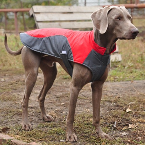 boxer winter jackets