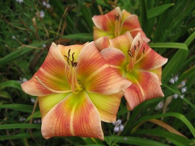 Taglilie Daylily Hemerocallis Cat Dancer   1      Fächer
