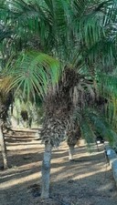 PALMA NANA Phoenix roebelenii 15 semi - semi