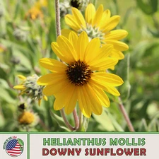 100 Downy Sunflower Seeds, Helianthus mollis, Ashy Sunflower, Native Perennial