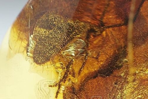 Baltic Amber 1 insect inclusion Polished stone 9.3 g Midge Fly Mosquito Monster - Foto 1 di 11
