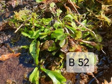 3 verschiedene Dionaea, Venusfliegenfalle