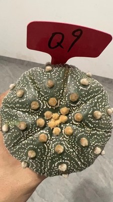 13CM Succulent Plant Astrophytum asterias star shap  Seedgrown WYSIWYG Unique #兴