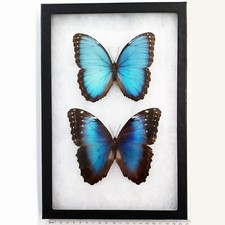 Morpho peleides MALE + FEMALE PAIR blue butterflies Costa Rica FRAMED