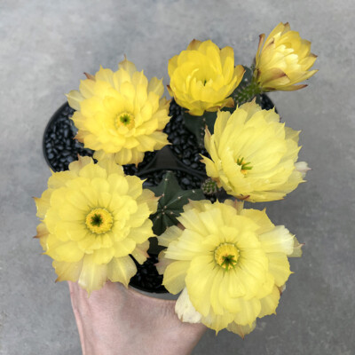 4-5cm cactus plants Echinocereus subinermis S.-D Flowering decoration Plants