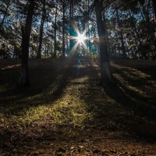 VELVET WOODS Fragrance Oil to craft Candles Soaps Lotions Bath products