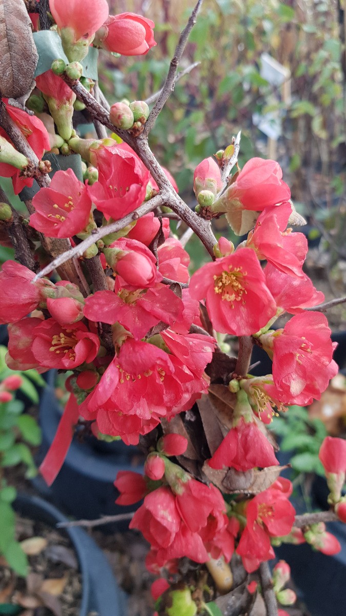 Cognassier du Japon rose saumon Chaenomeles speciosa arbuste de haie