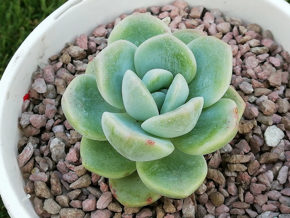 Ice Green  Echeveria about 5cm succulent  - Image 3 of 4