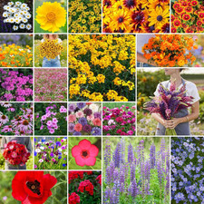 Eden Brothers Northeast Wildflower Mixed Seeds for Planting, 1 lb, 480,000 Seed