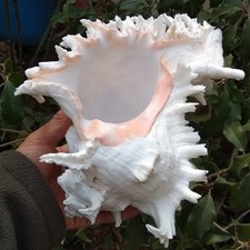 Large White Murex Ramosus Natural Conch Seashell Rare Real Aquarium 9"- 12" Huge