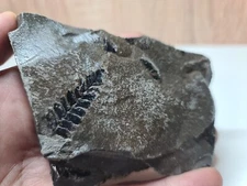 Poleontological sample imprint of the Carboniferous flora Ukrain of the Donbass