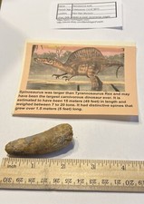 Spinosaurus Tooth Dinosaur Fossil not T Rex Cretaceous CS36
