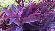 5+ Purple Heart Wandering Jew Cutting Tradescantia Pallida Purpurea Live Plant