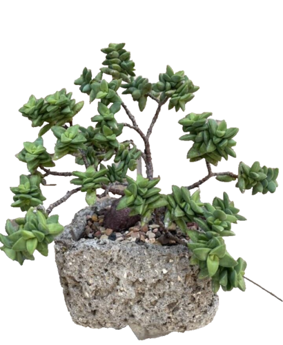"Nueva maceta cuadrada de bonsái suculenta maceta de cemento Hypertufa hecha a mano 7" - Imagen 1 de 10