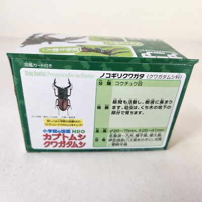 タエニア　TAENIA Takara Tomy ANIA Japanese Stag Beetle Prosopocoilus