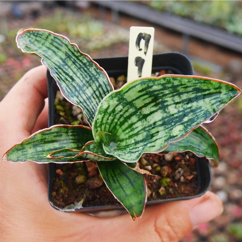 6CM Succulent Cactus Plant Sansevieria Cleopatra of Egypt Home Garden Beautiful - Picture 6 of 16